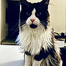 cat, black_and_white, fluffy, long_hair, tuxedo_cat, whiskers, green_eyes, pink_nose, sitting, indoors, portrait, close_up, pet, feline, fur, ears, paws, chest, home, table