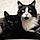 Salem Et Meeko
