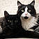 Salem Et Meeko