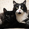 Salem Et Meeko participe au concours pour gagner de l'argent avec cette photo : black_cat,  tuxedo_cat, two_cats, feline, fluffy, long_hair, whiskers, green_eyes, pink_nose, sitting, lying_down, cuddling, pet, animal_portrait, indoor, blanket, brick_wall, cozy, close_up, symmetrical_composition