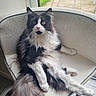 cat, long_hair, black_and_white, fluffy, portrait, sitting, lounging, chair, window, outdoor, grass, patio, garden, feline, whiskers, green_eyes, pink_nose, tail, pet, indoor