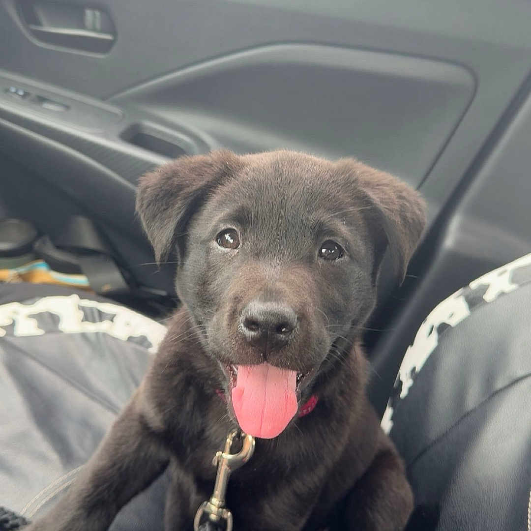 Frankie is registered to the contest to win money with this photo: accessories, animal, bodypart, canine, car, cushion, dog, face, head, homedecor, hound, jewelry, labradorretriever, mouth, necklace, person, pet, puppy, transportation, vehicle