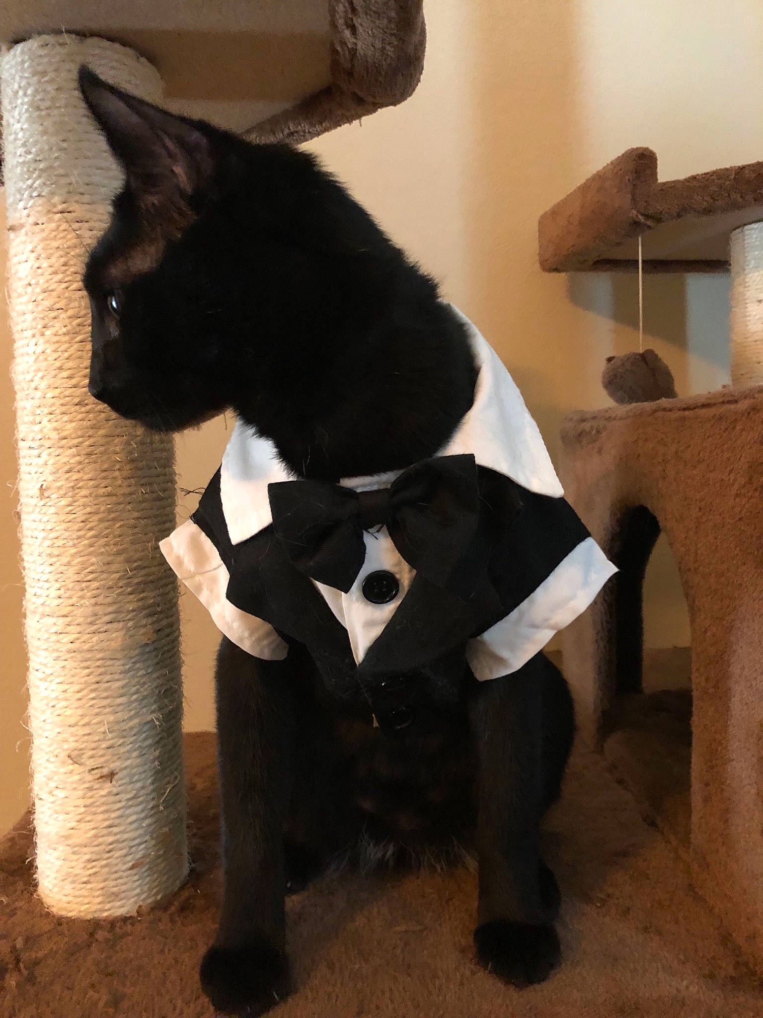 Jafar is registered to the contest to win money with this photo: black, black_cat, carnivore, cat, fawn, felidae, formal_wear, fur, small_to_medium_sized_cats, suit, tail, tuxedo, whiskers