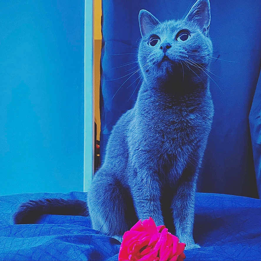 Princesse a rejoint le concours — aidez-le/la à gagner de superbes lots ! abyssinian, animal, architecture, blackcat, building, cat, couch, flower, furniture, indoors, interiordesign, kitten, livingroom, manx, pet, plant, purple, room, rose, towel