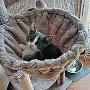 Michka participe au concours pour gagner de l'argent avec cette photo : cat, black_and_white, pet, animal, feline, lounging, relaxed, portrait, cat_tree, hammock, scratching_post, plush, fur, whiskers, pink_nose, indoor, window, food_bowl, home, cozy