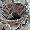 cat, black_and_white, pet, animal, feline, lounging, relaxed, portrait, cat_tree, hammock, scratching_post, plush, fur, whiskers, pink_nose, indoor, window, food_bowl, home, cozy