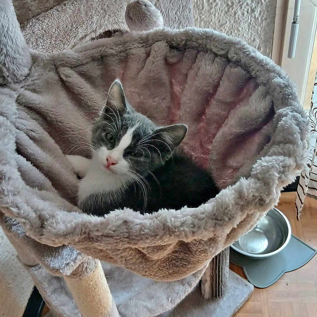 Michka participe au concours pour gagner de l'argent avec cette photo : cat, black_and_white, pet, animal, feline, lounging, relaxed, portrait, cat_tree, hammock, scratching_post, plush, fur, whiskers, pink_nose, indoor, window, food_bowl, home, cozy