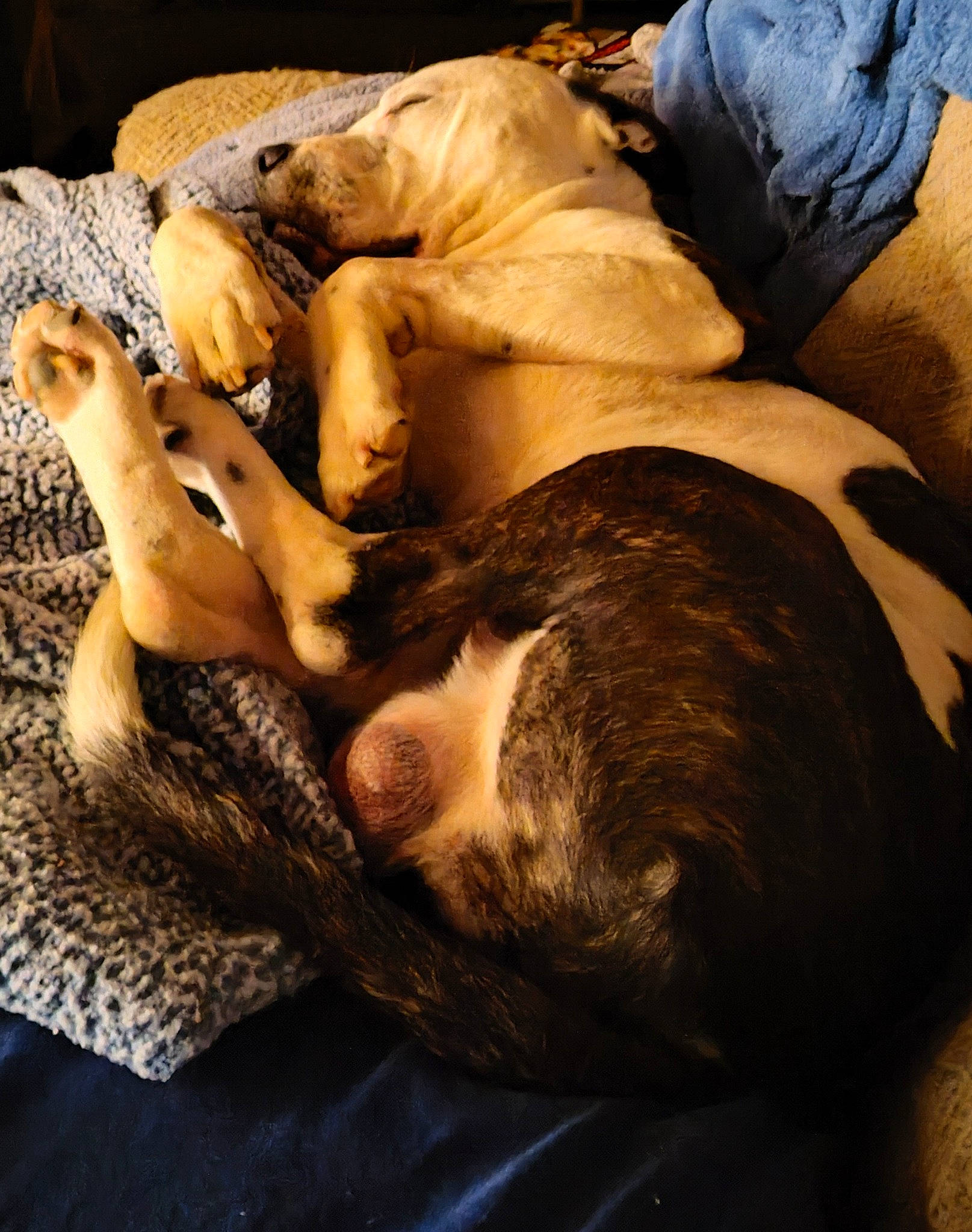 Bubba joined the competition — help win amazing prizes! big_cats, canidae, carnivore, comfort, companion_dog, dog, dog_breed, fawn, felidae, fur, human_leg, linens, nap, paw, sleep, small_to_medium_sized_cats, sporting_group, terrestrial_animal, whiskers, wood