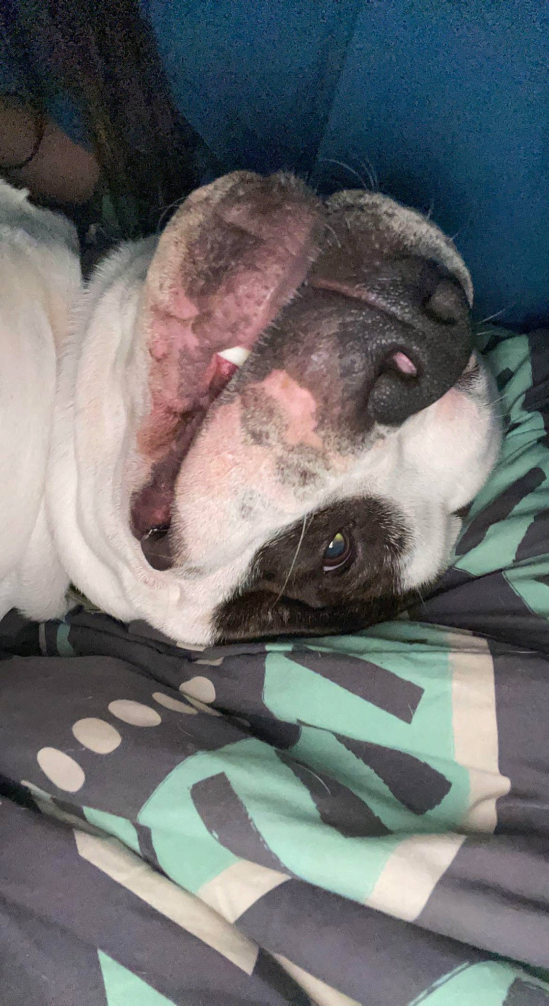 Bubba is registered to the contest to win money with this photo: bulldog, canidae, carnivore, collar, comfort, companion_dog, dog, dog_breed, ear, fawn, fur, grey, jaw, nap, snout, sporting_group, terrestrial_animal, whiskers, working_animal, wrinkle