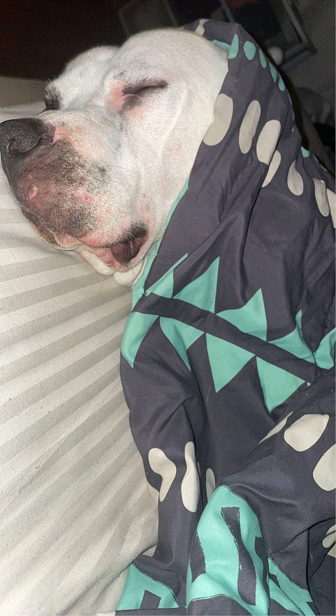 Bubba is registered to the contest to win money with this photo: carnivore, collar, companion_dog, dog, dog_breed, dog_collar, dog_supply, electric_blue, fang, fur, grey, guard_dog, pattern, personal_protective_equipment, sleeve, snout, sportswear, terrestrial_animal, whiskers, working_animal