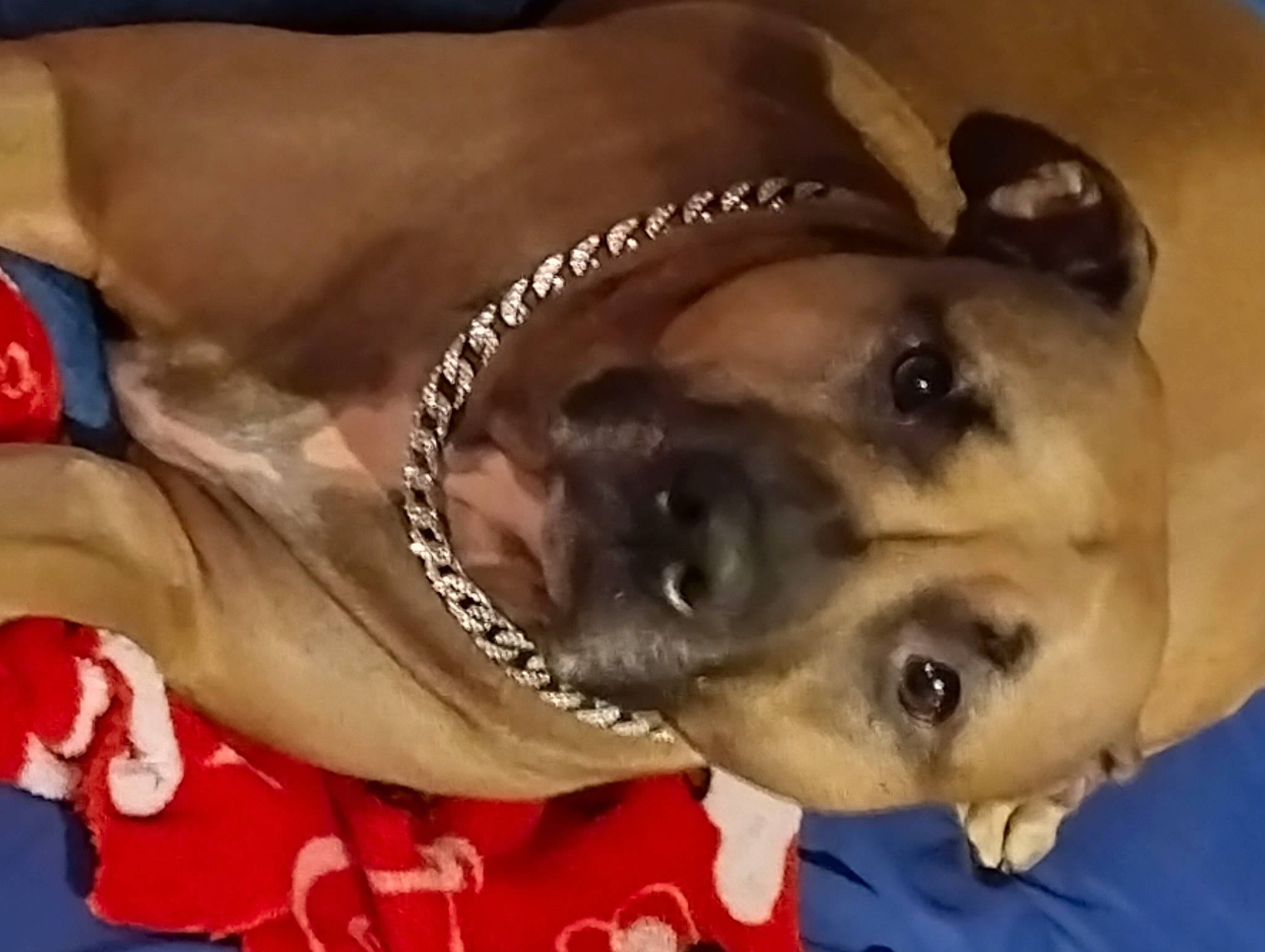 Scarlett joined the competition — help win amazing prizes! canidae, carnivore, chest, collar, companion_dog, dog, dog_breed, dog_collar, dog_supply, ear, fawn, foot, fur, paw, pet_supply, snout, sporting_group, terrestrial_animal, whiskers, working_animal