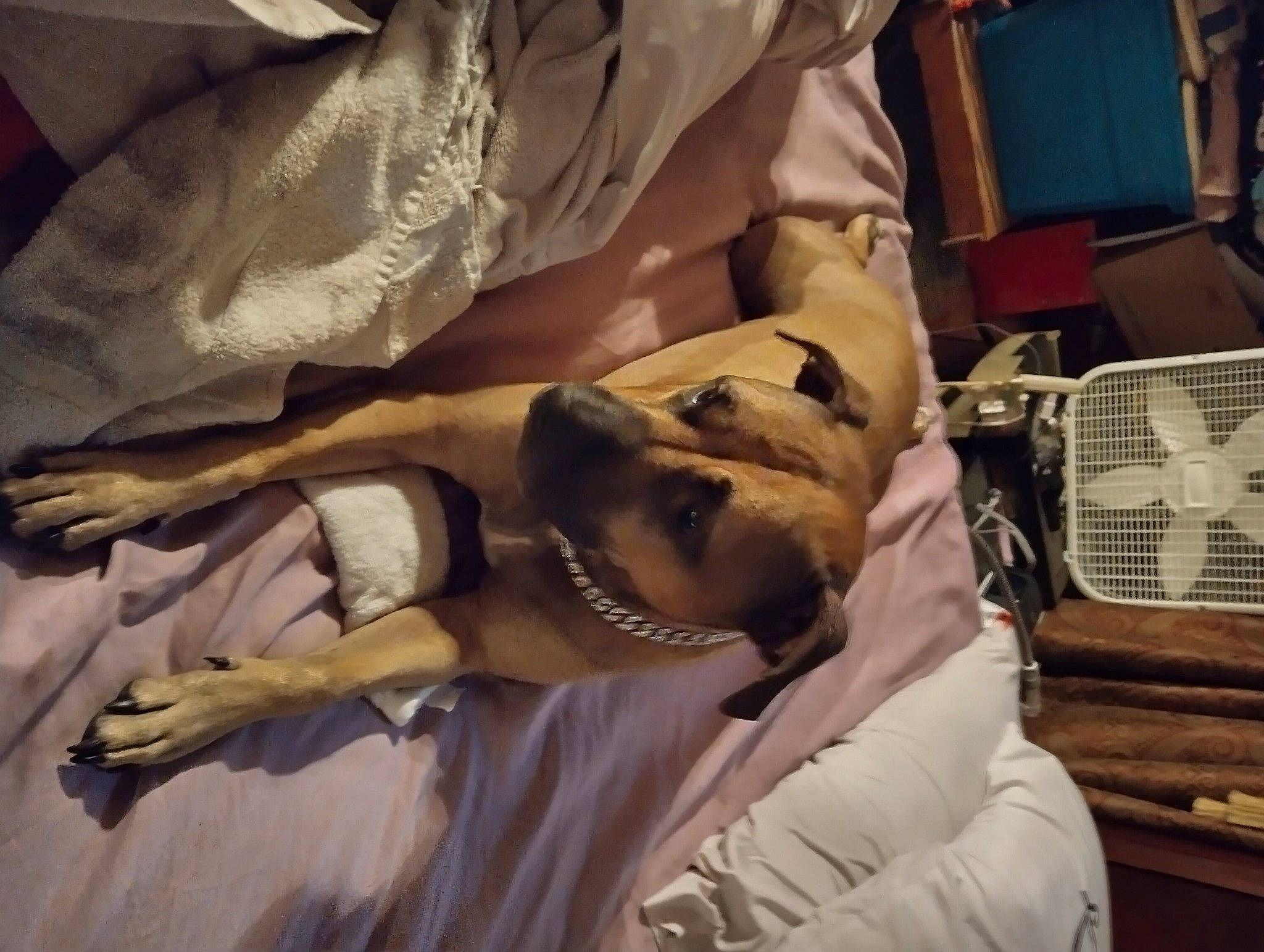 Scarlett joined the competition — help win amazing prizes! bag, bed, bed_sheet, bedding, bedroom, comfort, duvet, felidae, fur, linens, room, small_to_medium_sized_cats, textile, wood