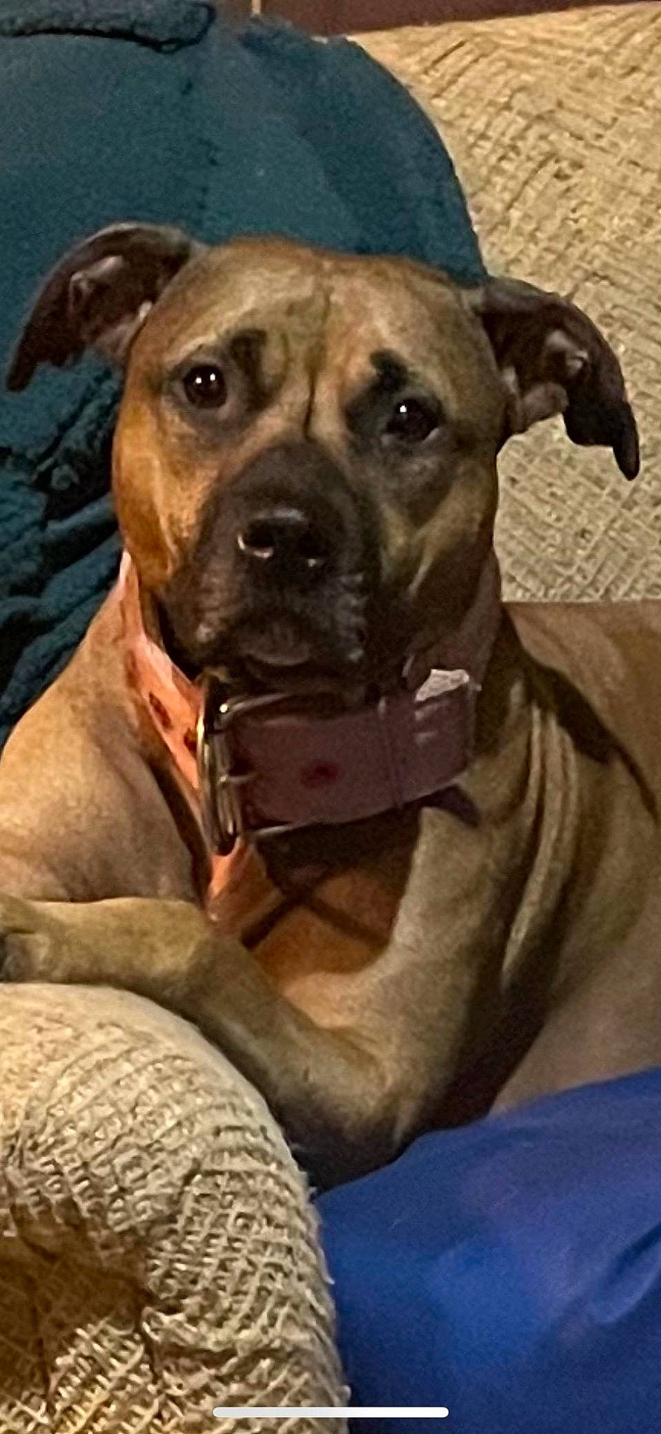 Scarlett is registered to the contest to win money with this photo: ancient_dog_breeds, canidae, carnivore, collar, companion_dog, dog, dog_breed, dog_collar, fawn, guard_dog, molosser, non_sporting_group, pet_supply, snout, sporting_group, whiskers, working_animal, working_dog