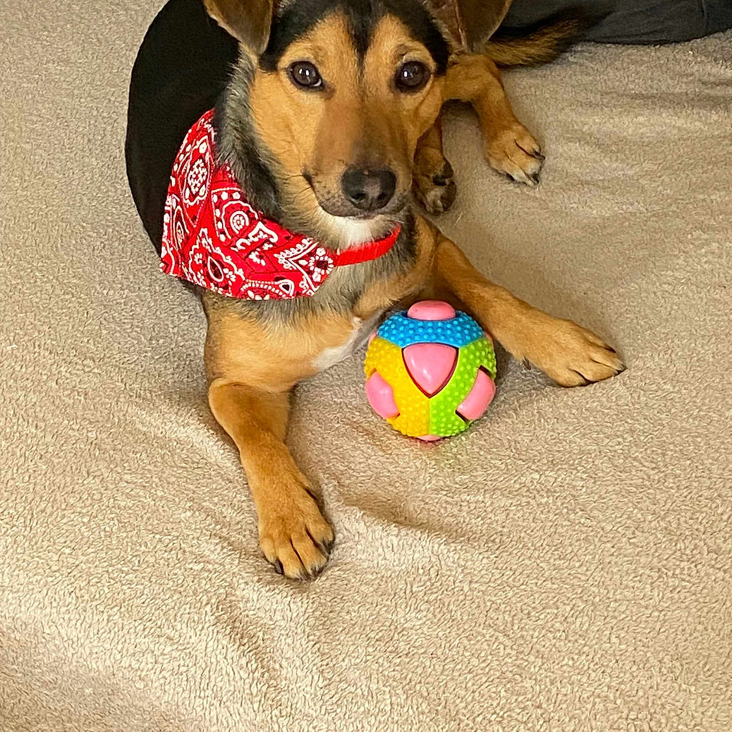 Simba a rejoint le concours — aidez-le/la à gagner de superbes lots ! animal, ball, beagle, canine, dog, dogbed, football, furniture, hound, pet, puppy, racket, soccer, soccerball, sphere, sport, tennis, tennisball, toy