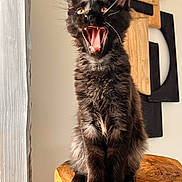 Athos a rejoint le concours — aidez-le/la à gagner de superbes lots ! kitten, black_cat, yawning, sitting, wooden_stump, indoor, curtain, wall_art, ears_up, fur, amber_eyes, pet, animal, cute, cozy, natural_light, portrait, feline, young_cat, home