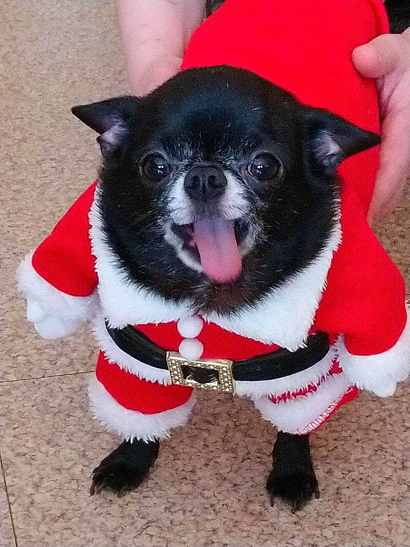 Norton a rejoint le concours — aidez-le/la à gagner de superbes lots ! boston_terrier, canidae, carnivore, christmas, collar, companion_dog, dog, dog_breed, dog_clothes, dog_collar, fictional_character, french_bulldog, mammal, non_sporting_group, pug, puppy, snout, sporting_group, toy_dog, vertebrate