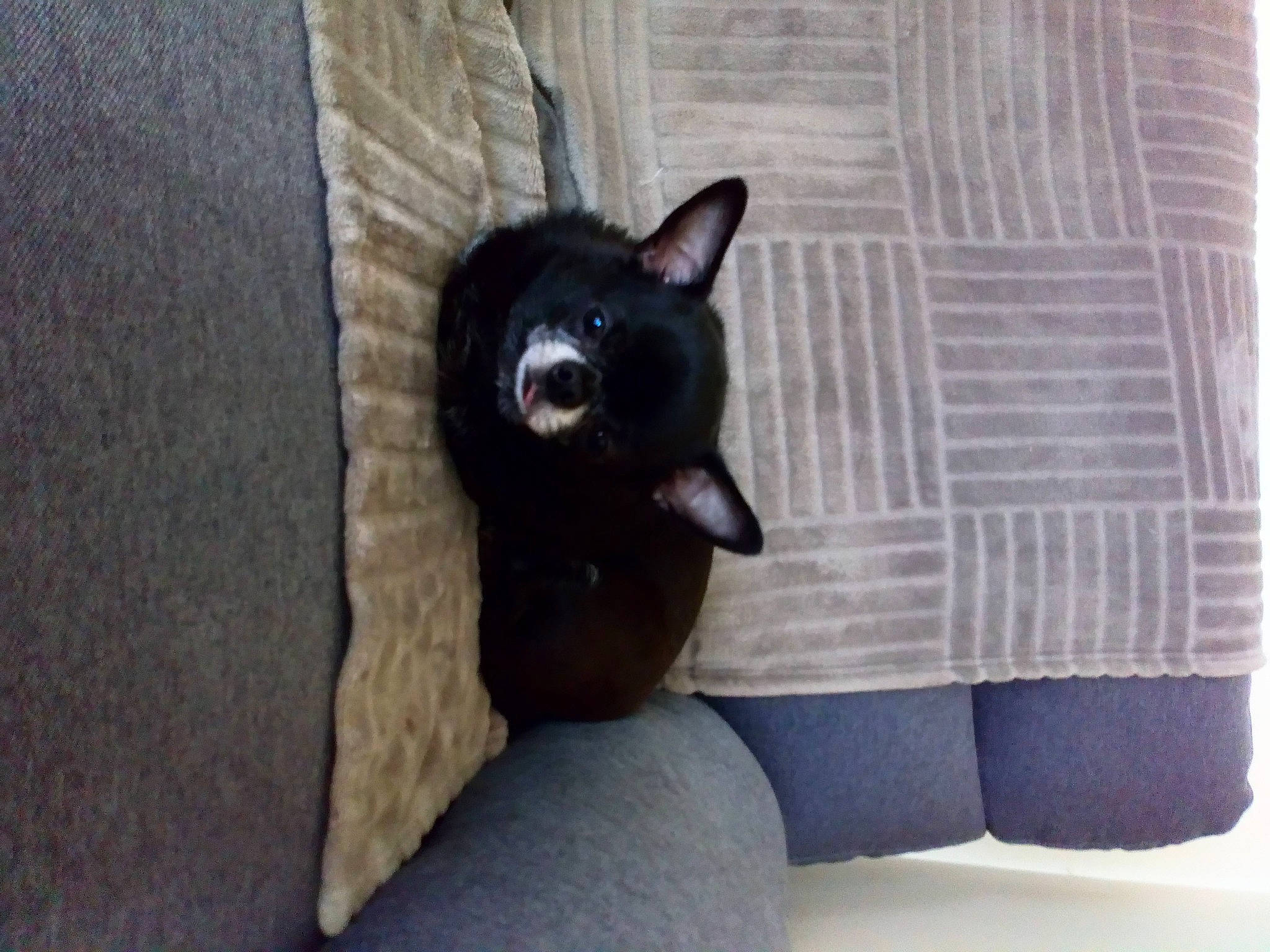 Norton participe au concours pour gagner de l'argent avec cette photo : black_cat, canidae, carnivore, cat, dog, dog_breed, felidae, mammal, non_sporting_group, schipperke, snout