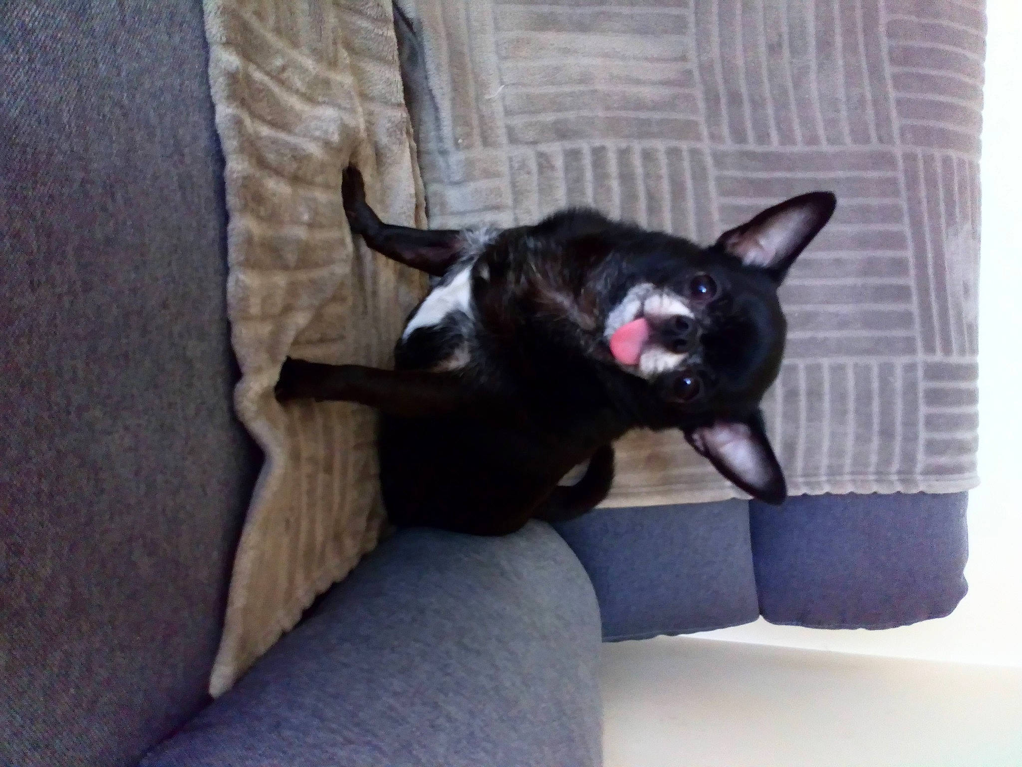 Norton a rejoint le concours — aidez-le/la à gagner de superbes lots ! black_cat, canidae, carnivore, cat, dog_breed, ear, felidae, havana_brown, mammal, oriental_shorthair, small_to_medium_sized_cats, snout, vertebrate, whiskers