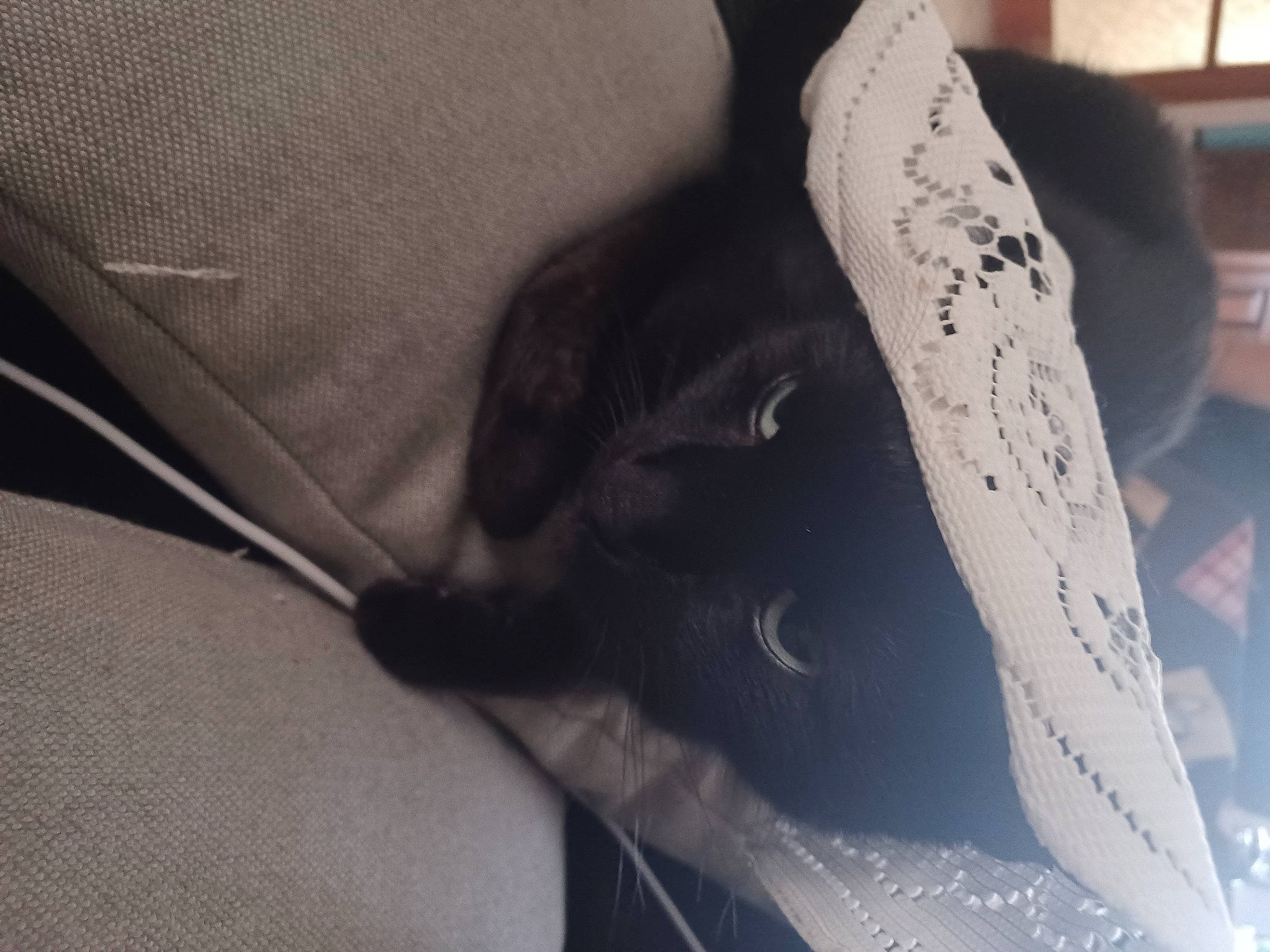 Marley a rejoint le concours — aidez-le/la à gagner de superbes lots ! arm, auto_part, automotive_tire, carnivore, cat, comfort, elbow, felidae, foot, gesture, grey, human_body, human_leg, knee, leg, nail, small_to_medium_sized_cats, thigh, vehicle_door, whiskers