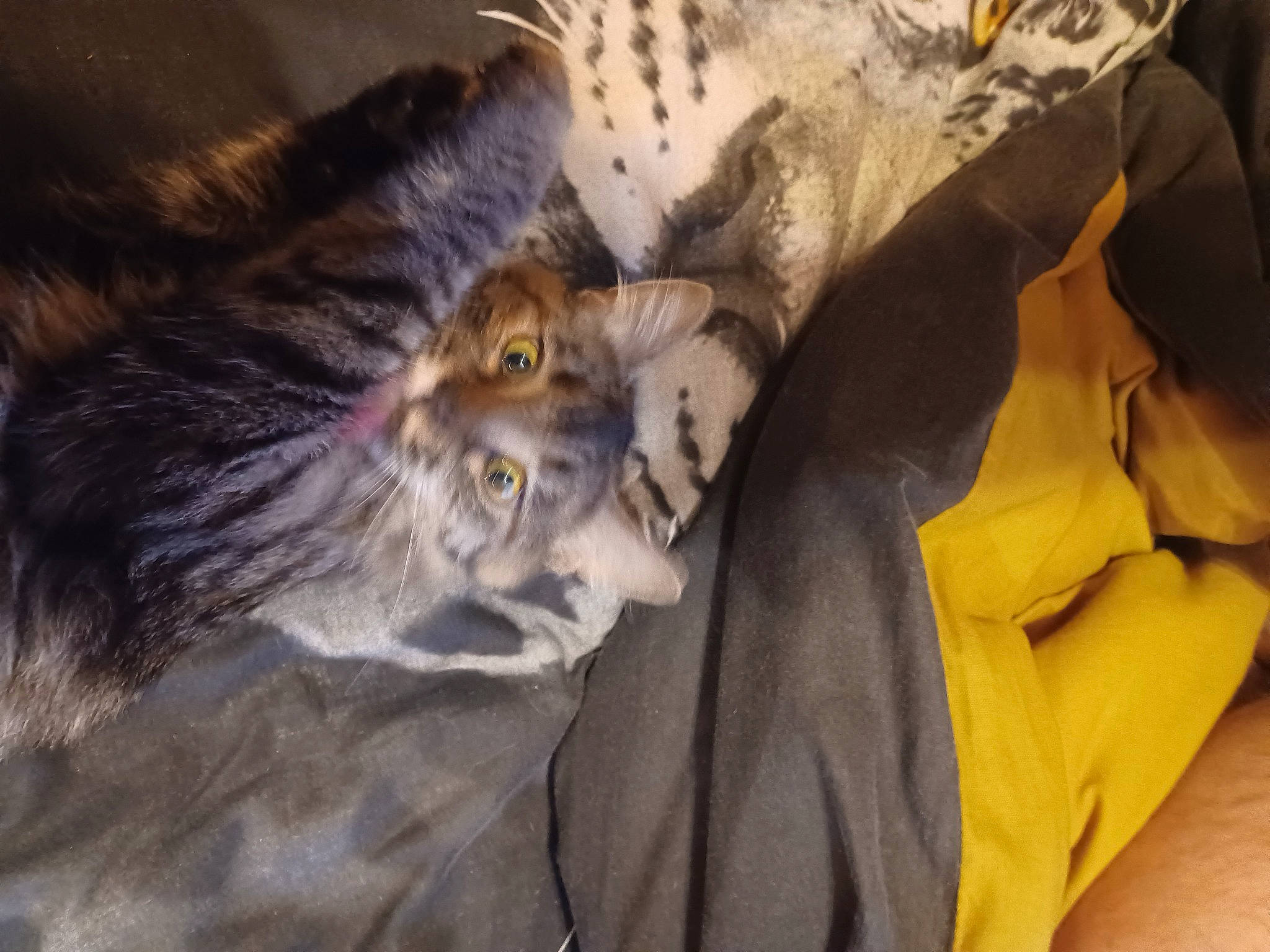 Pouci a rejoint le concours — aidez-le/la à gagner de superbes lots ! bed, carnivore, cat, claw, comfort, domestic_short_haired_cat, fawn, felidae, fur, grey, paw, small_to_medium_sized_cats, tail, whiskers, wildlife