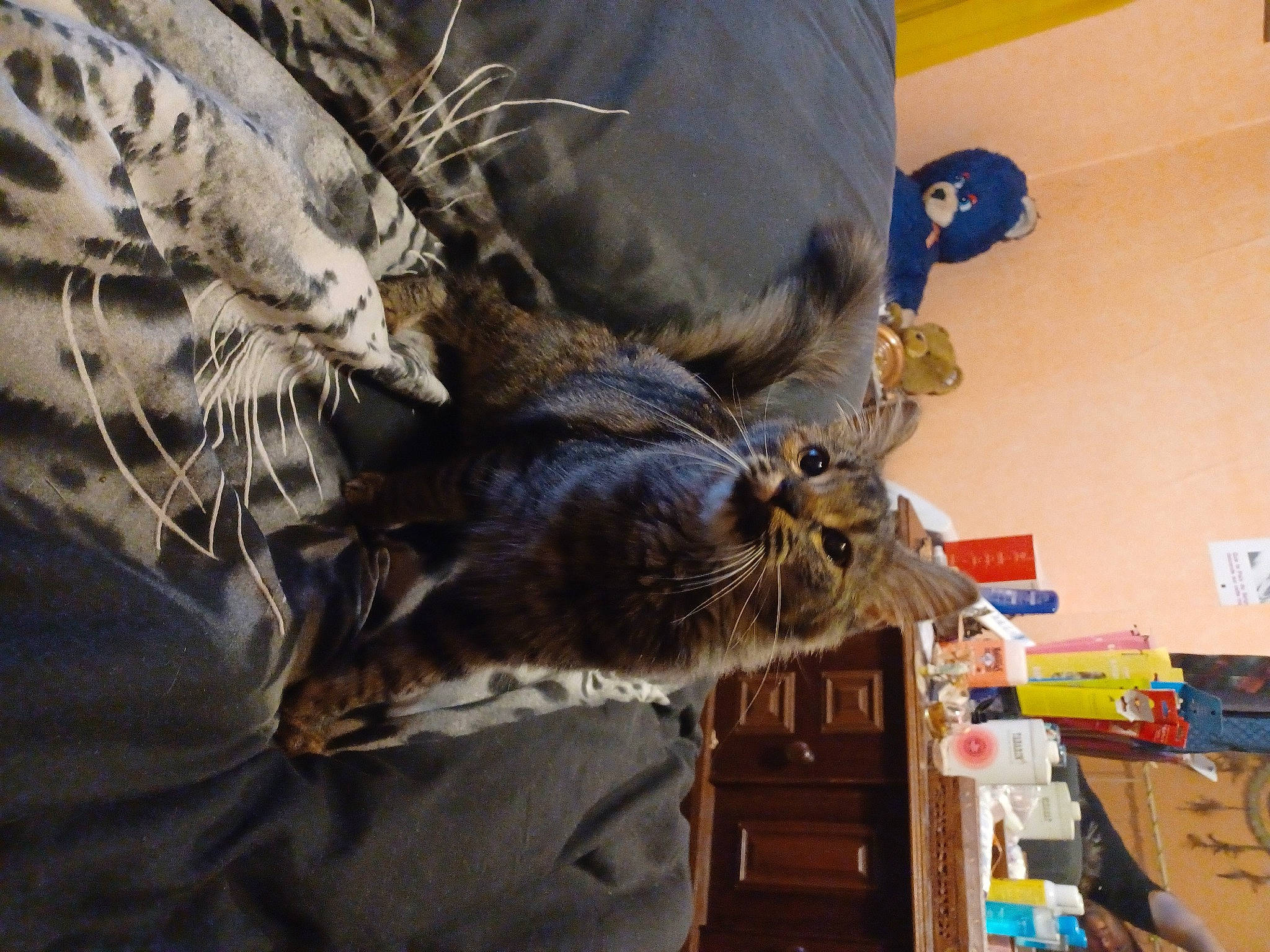 Pouci a rejoint le concours — aidez-le/la à gagner de superbes lots ! cabinetry, carnivore, cat, claw, comfort, domestic_short_haired_cat, drawer, felidae, flooring, fur, hat, room, small_to_medium_sized_cats, sporting_group, tail, tree, whiskers, wood