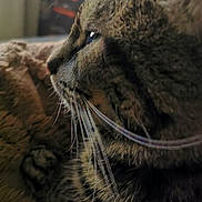Nina a rejoint le concours — aidez-le/la à gagner de superbes lots ! animal, blanket, cat, close_up, cozy, cute, domestic_cat, face, feline, fur, indoor, looking_away, pet, profile, resting, sleepy, soft_light, tabby_cat, texture, whiskers