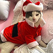 Cookie joined the competition — help win amazing prizes! cat, animal, pet, costume, santa_claus, holiday, christmas, bed, blanket, fabric, white, red, fur, indoor, cute, mammal, resting, expression, face, whiskers
