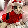 cat, animal, pet, costume, santa_claus, holiday, christmas, bed, blanket, fabric, white, red, fur, indoor, cute, mammal, resting, expression, face, whiskers