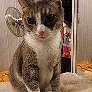 Ivana a rejoint le concours — aidez-le/la à gagner de superbes lots ! animal, blanket, cat, closeup, cozy, curious, domestic, fan, feline, fur, gray, home, indoor, mirror, paws, pet, soft, standing, whiskers, white