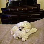 Jack is registered to the contest to win money with this photo: dog, white_dog, plush_toy, bed, soft_texture, furniture, lamp, indoor, cozy, pet, cute, resting, snuggling, small_dog, home, brown_furniture, window, decor, animal, relaxed