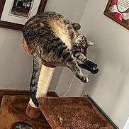 Eliza is registered to the contest to win money with this photo: animal, brown, cat, cat_tree, cozy, cute, feline, funny, fur, home, indoor, lazy, paws, pet, picture_frame, relaxed, resting, stretching, tabby, wall