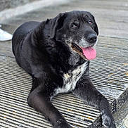 Izzy participe au concours pour gagner de l'argent avec cette photo : dog, black_dog, tongue_out, happy, pet, canine, outdoor, wooden_deck, laying_down, furry, muzzle, paw, old_dog, gray_fur, animal, companion, friendly, resting, closeup, portrait