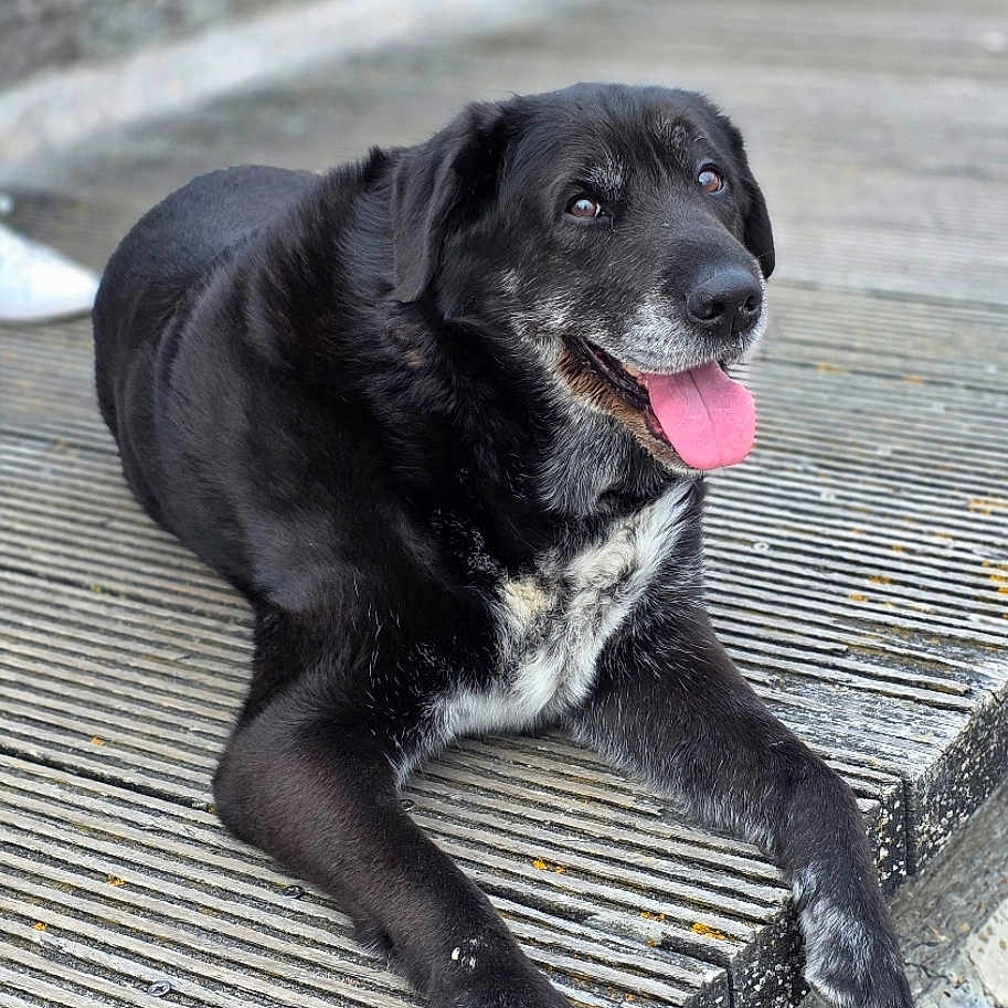 Izzy participe au concours pour gagner de l'argent avec cette photo : animal, black_dog, canine, closeup, companion, dog, friendly, furry, gray_fur, happy, laying_down, muzzle, old_dog, outdoor, paw, pet, portrait, resting, tongue_out, wooden_deck