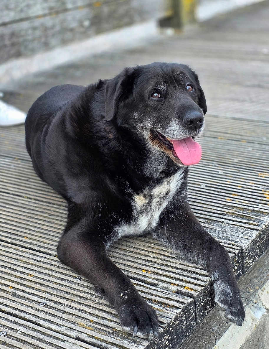 Izzy participe au concours pour gagner de l'argent avec cette photo : dog, black_dog, tongue_out, happy, pet, canine, outdoor, wooden_deck, laying_down, furry, muzzle, paw, old_dog, gray_fur, animal, companion, friendly, resting, closeup, portrait