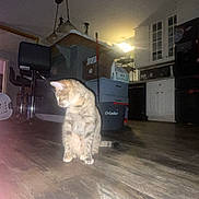 Katrina is registered to the contest to win money with this photo: cat, tabby, indoor, floor, wooden_floor, kitchen, chair, laundry_basket, cleaning_supplies, cabinet, dim_light, pet, curious, sitting, home, domestic, furniture, household, animal, looking_down