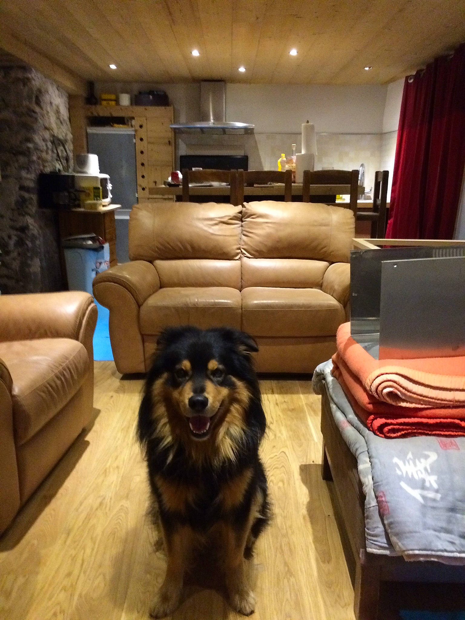 Stav participe au concours pour gagner de l'argent avec cette photo : brown, building, carnivore, chair, comfort, companion_dog, couch, curtain, dog, dog_breed, floor, flooring, furniture, hardwood, interior_design, living_room, picture_frame, studio_couch, table, wood