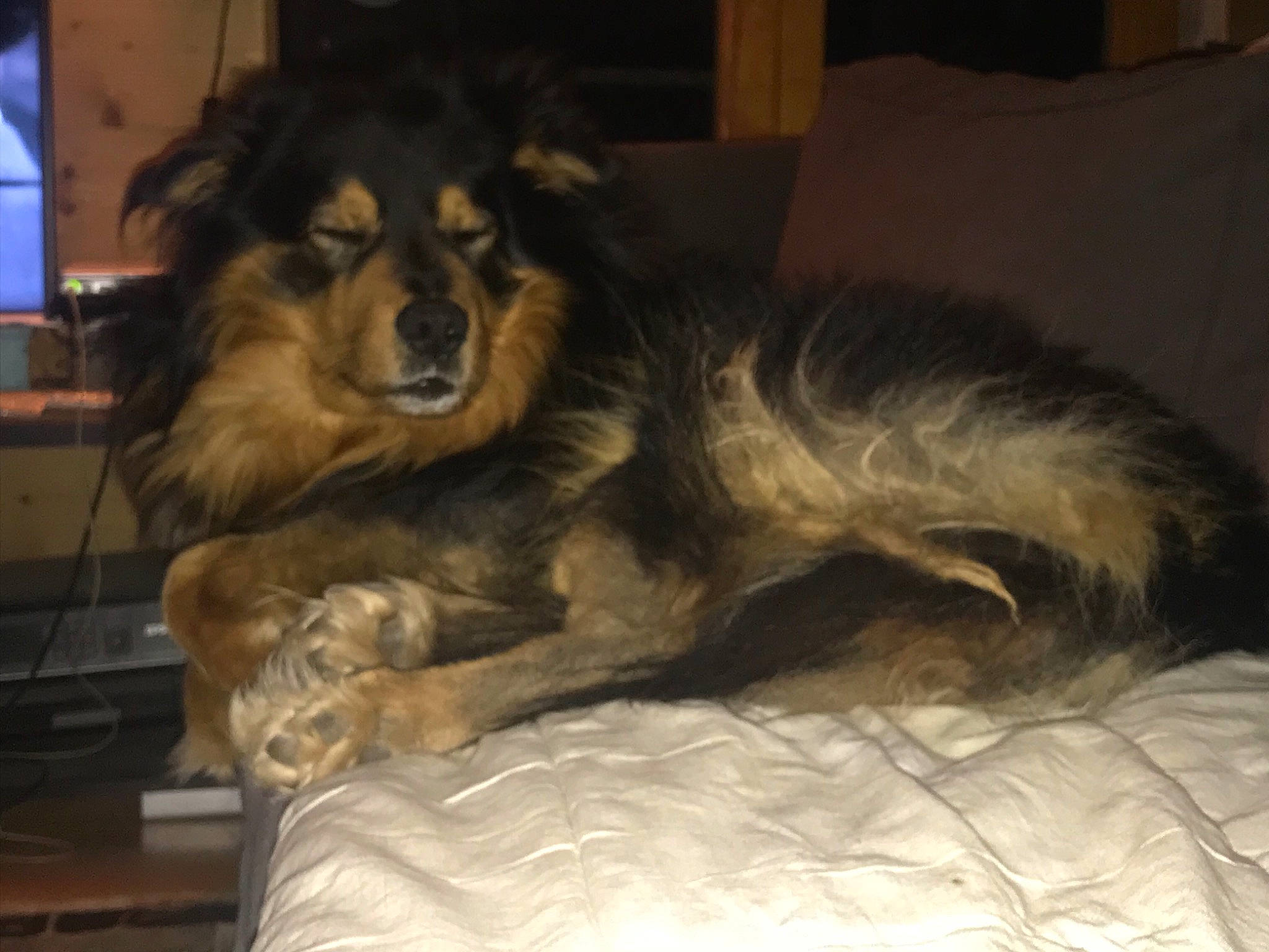 Stav a rejoint le concours — aidez-le/la à gagner de superbes lots ! bed, canidae, carnivore, comfort, companion_dog, couch, dog, dog_breed, fawn, fur, herding_dog, liver, paw, room, snout, sporting_group, terrestrial_animal, whiskers, working_animal, working_dog