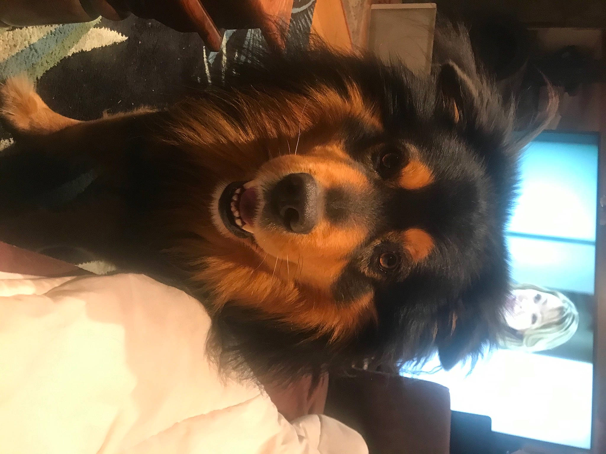 Stav participe au concours pour gagner de l'argent avec cette photo : canidae, carnivore, companion_dog, dog, dog_breed, ear, eyewear, fawn, fur, goggles, jaw, liver, long_hair, snout, sporting_group, sunglasses, toy_dog, vision_care, whiskers, working_animal