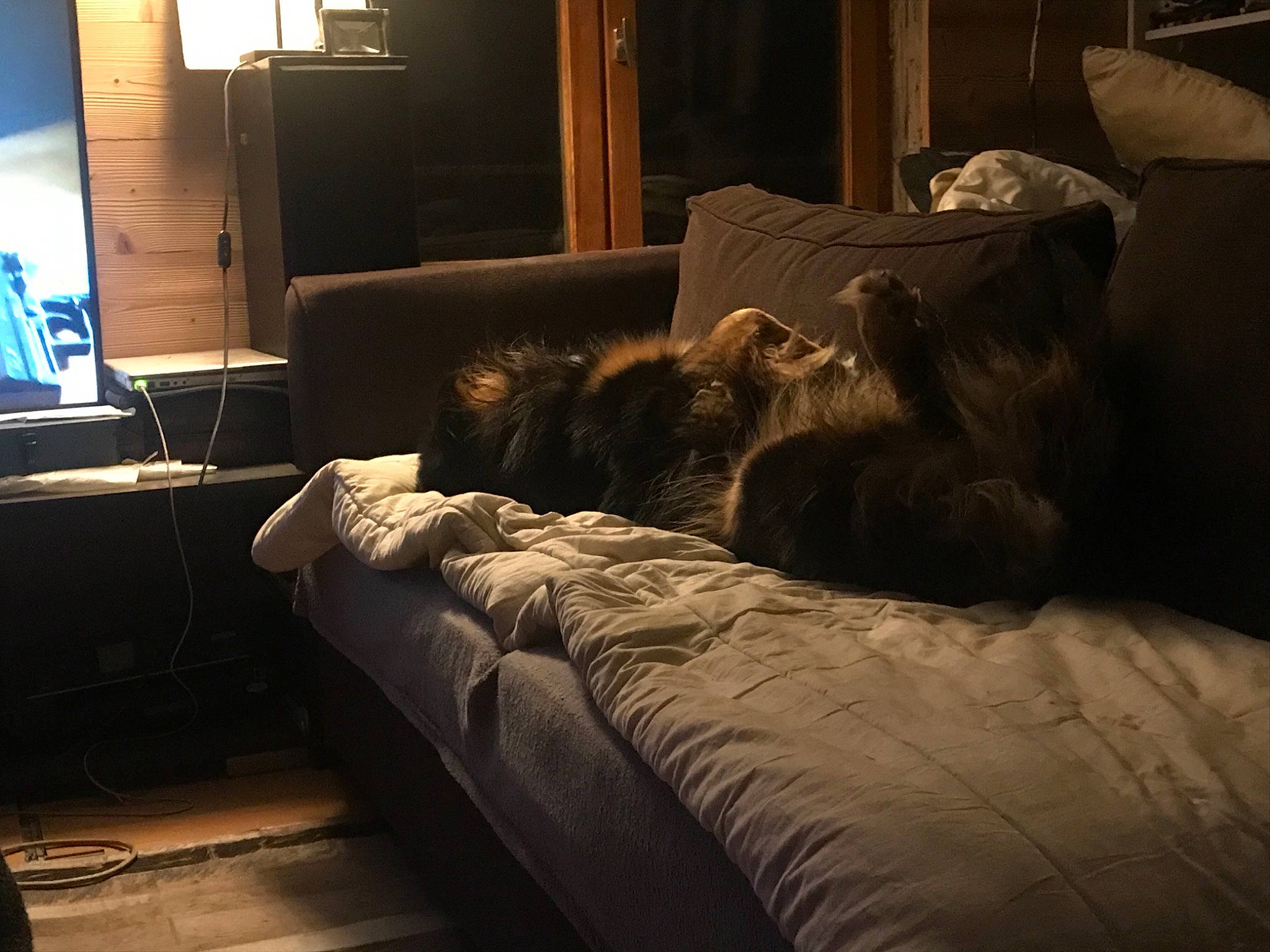 Stav a rejoint le concours — aidez-le/la à gagner de superbes lots ! bed_frame, carnivore, comfort, couch, felidae, floor, flooring, furniture, grey, hardwood, house, lamp, living_room, pillow, small_to_medium_sized_cats, studio_couch, television, textile, tints_and_shades, wood