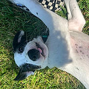 Oliver is registered to the contest to win money with this photo: animal, black_and_white, checkered, closeup, collar, dog, grass, grass_field, happy, nature, outdoor, paw, pet, playful, puppy, shoe, summer, sunlight, tongue_out, young_dog