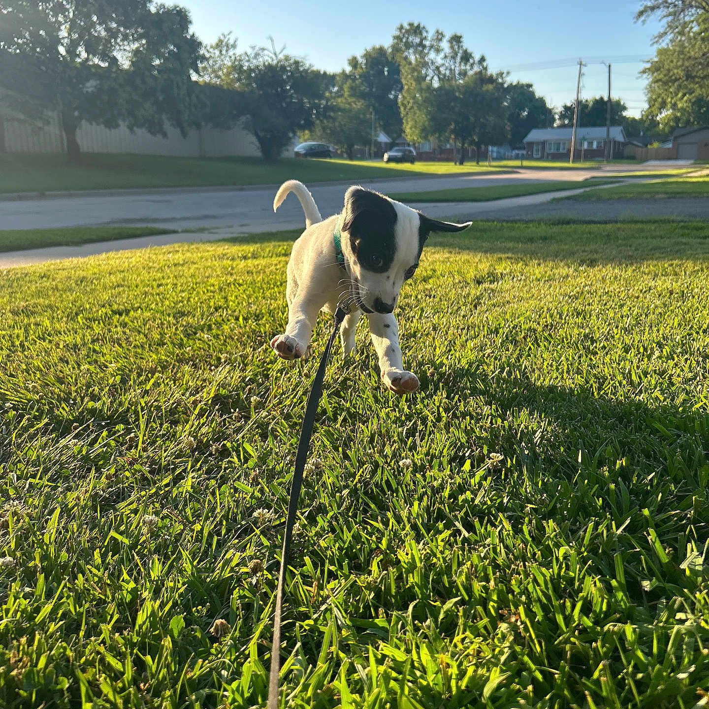 Oliver is registered to the contest to win money with this photo: animal, daytime, dog, grass, greenery, house, leash, nature, outdoor, pet, playful, puppy, sidewalk, sky, suburban, summer, sunlight, tree, walking, young_dog
