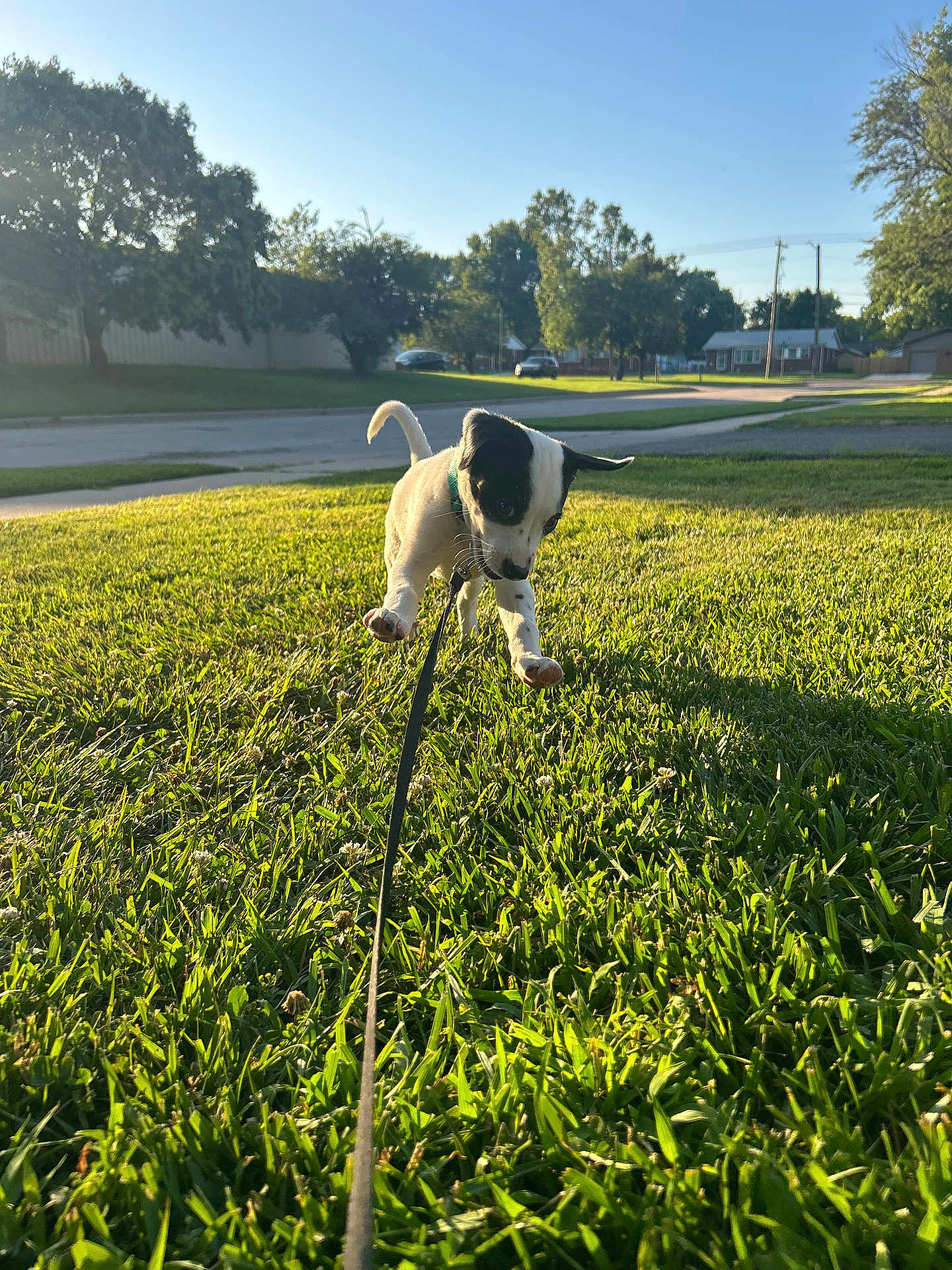 Oliver