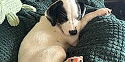 Oliver joined the competition — help win amazing prizes! animal, black_and_white, blanket, comfort, couch, cozy, cute, dog, fur, furniture, home, indoor, nap, paw, pet, plush_toy, puppy, relaxing, resting, sleeping