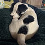 Oliver is registered to the contest to win money with this photo: animal, black_and_white, blanket, comfort, couch, cozy, cute, dog, domestic, fur, furniture, indoor, living_room, looking_back, pet, puppy, resting, small_dog, television, young_dog