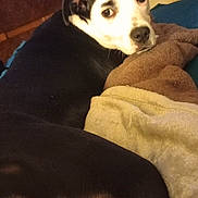 Cajun Queen joined the competition — help win amazing prizes! dog, blanket, bed, indoor, pet, black_and_white, fur, looking_back, resting, cozy, household, comfort, animal, mammal, domestic, ears, eyes, nose, fur_pattern, relaxation