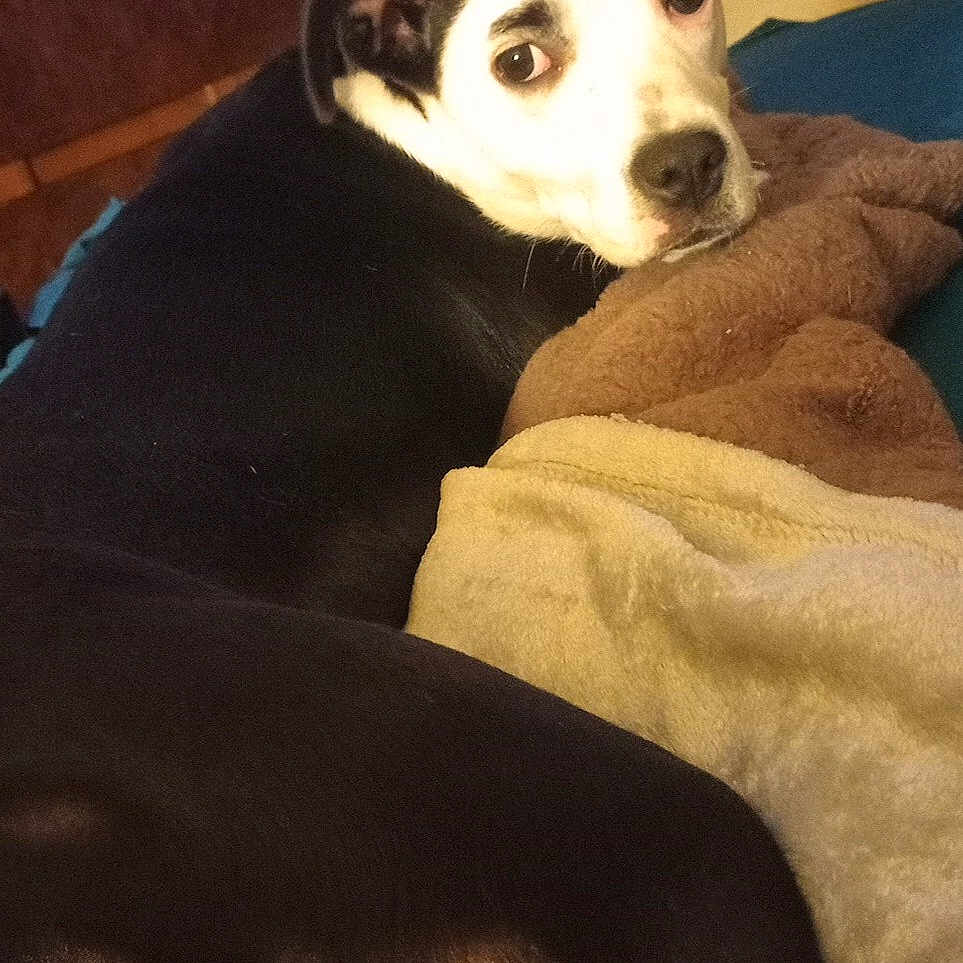 Cajun Queen joined the competition — help win amazing prizes! animal, bed, black_and_white, blanket, comfort, cozy, dog, domestic, ears, eyes, fur, fur_pattern, household, indoor, looking_back, mammal, nose, pet, relaxation, resting
