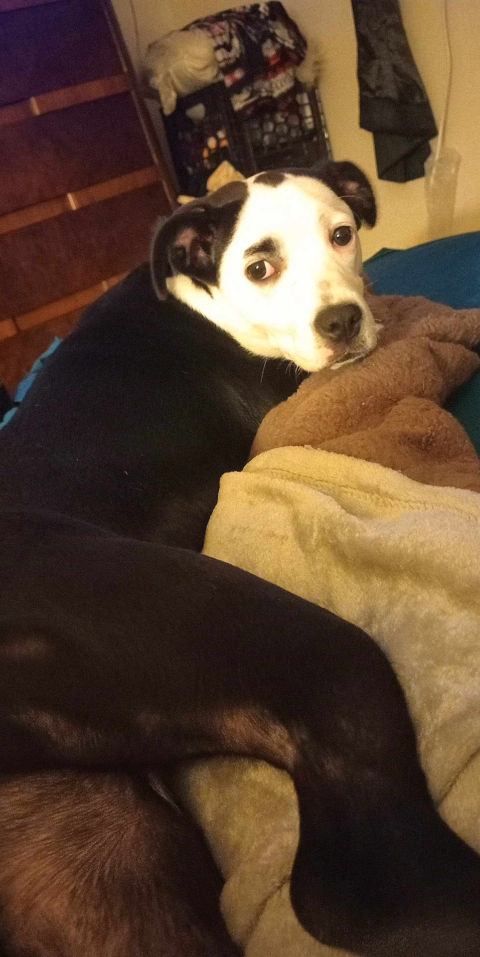 Cajun Queen joined the competition — help win amazing prizes! dog, blanket, bed, indoor, pet, black_and_white, fur, looking_back, resting, cozy, household, comfort, animal, mammal, domestic, ears, eyes, nose, fur_pattern, relaxation