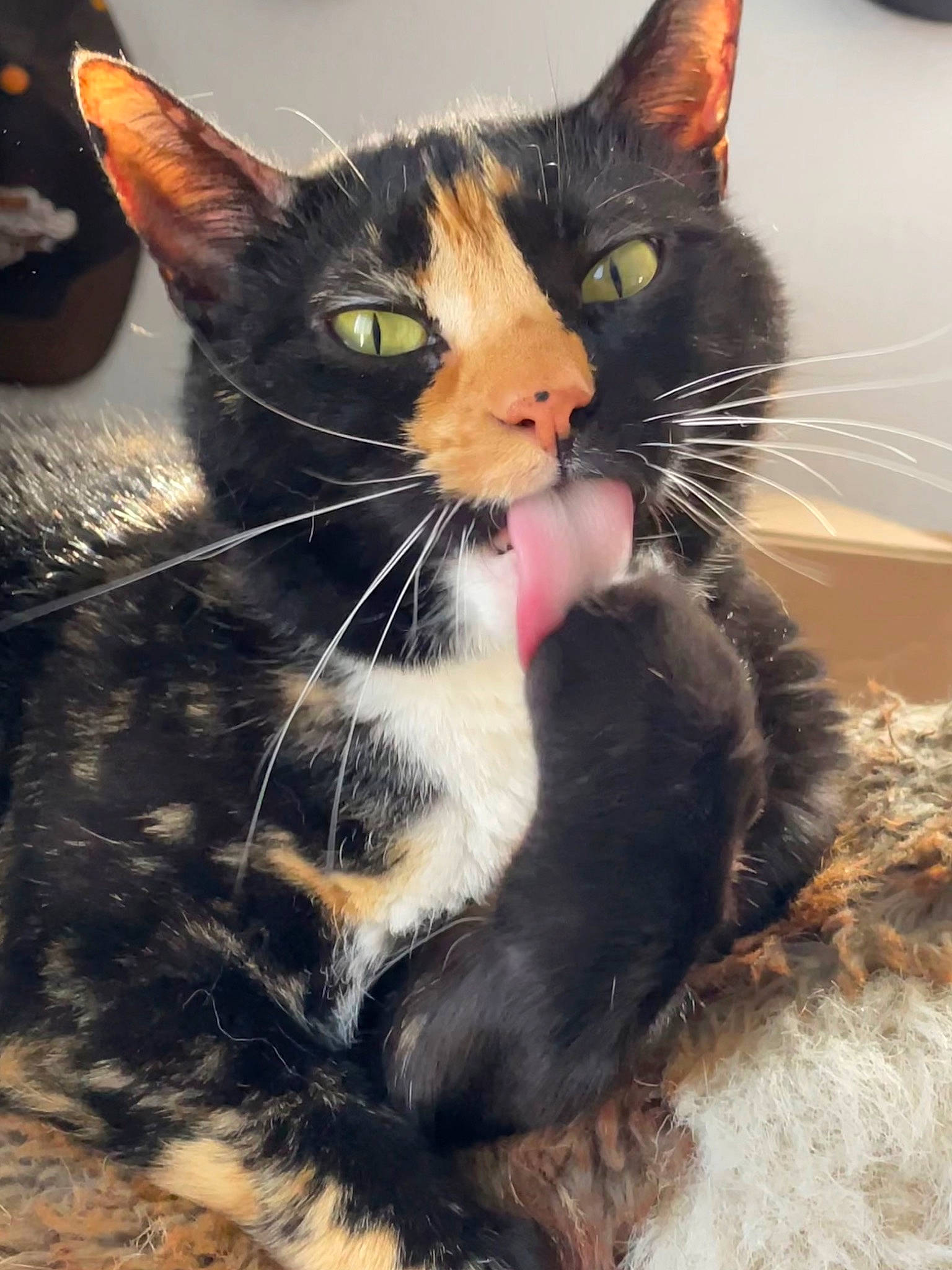 Ducky is registered to the contest to win money with this photo: black_cat, carnivore, cat, claw, domestic_short_haired_cat, ear, eye, felidae, fur, grass, head, paw, plant, sitting, small_to_medium_sized_cats, tail, terrestrial_animal, tree, whiskers, window