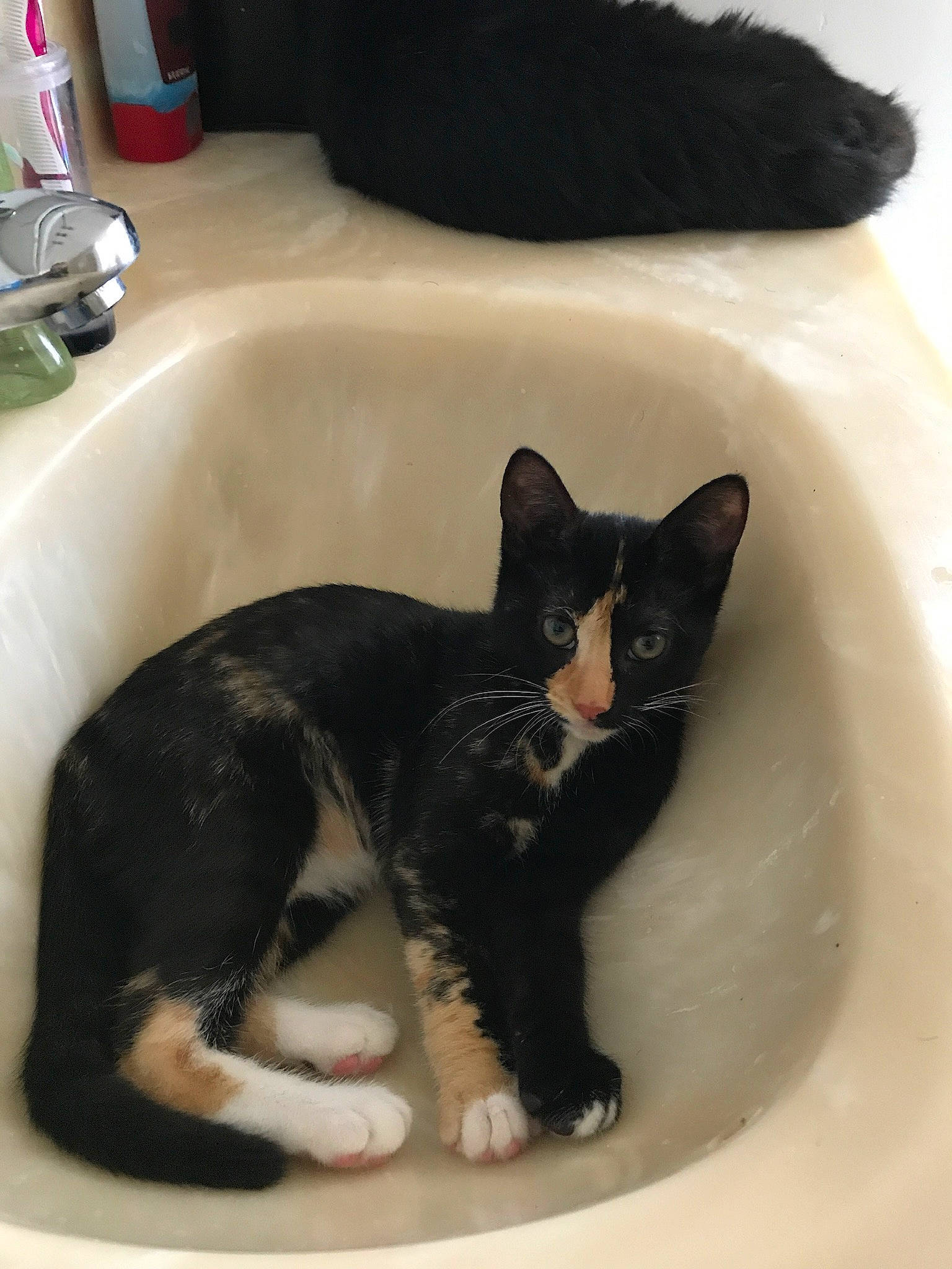 Ducky joined the competition — help win amazing prizes! bathroom, bathtub, carnivore, cat, comfort, domestic_short_haired_cat, felidae, flooring, fluid, fur, paw, plumbing, plumbing_fixture, sink, small_to_medium_sized_cats, snout, tail, tap, terrestrial_animal, whiskers