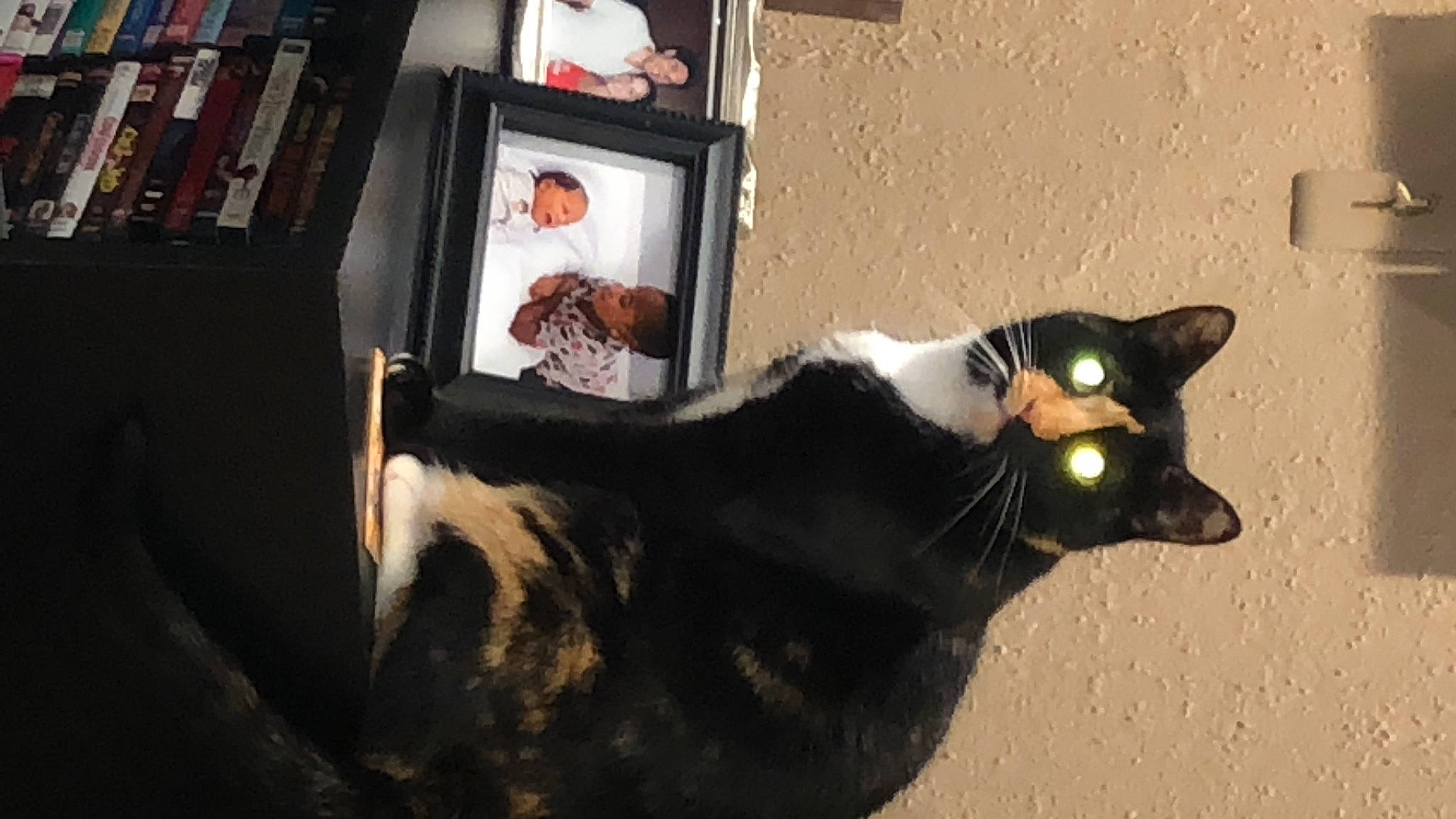 Ducky joined the competition — help win amazing prizes! art, black_cat, bookcase, carnivore, cat, domestic_short_haired_cat, felidae, formal_wear, fur, picture_frame, shadow, shelf, shelving, small_to_medium_sized_cats, snout, suit, tail, terrestrial_animal, whiskers, wood